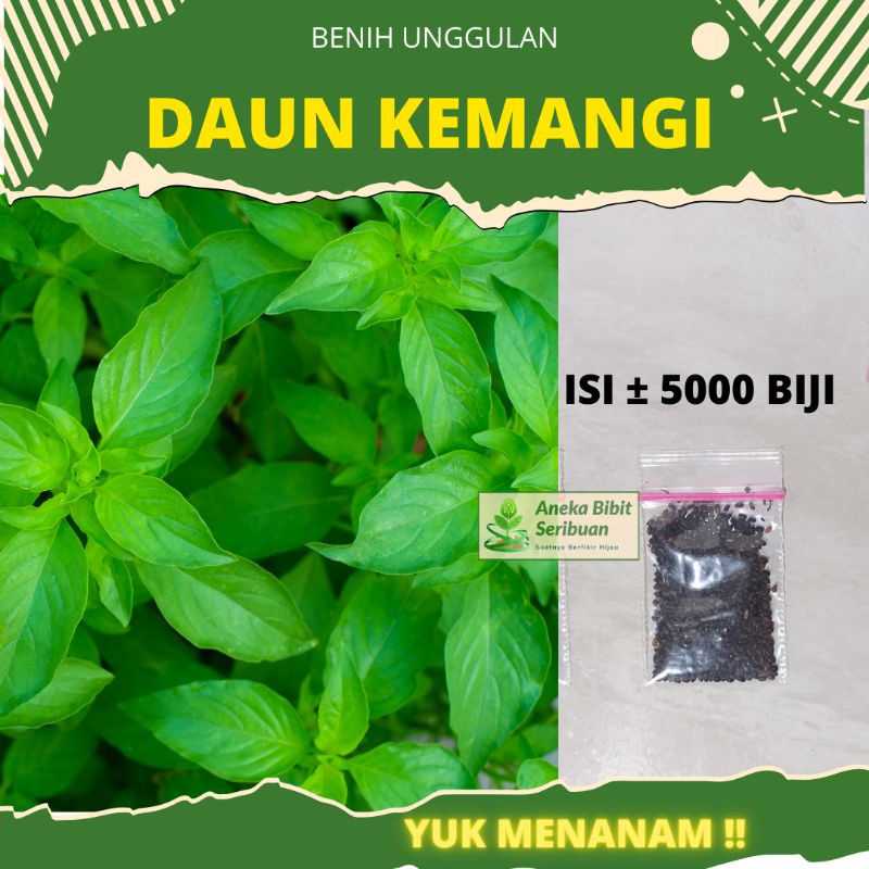 Jual Biji Benih Kemangi Lalap Bibit Sayuran Unggul Berkualitas