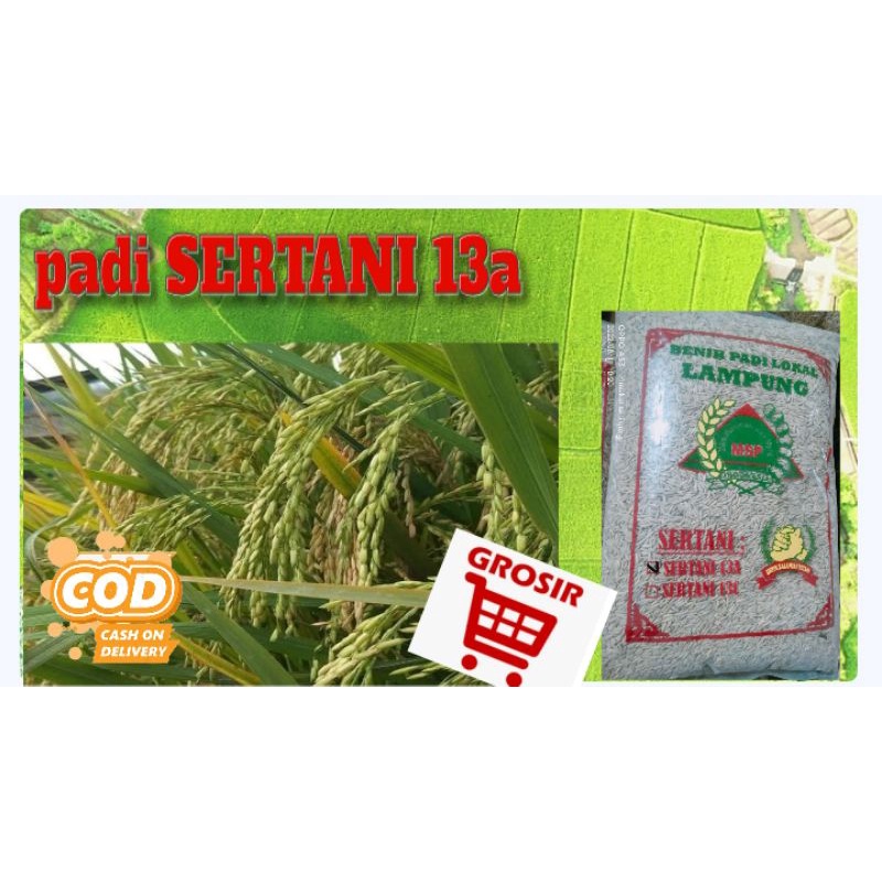 Jual Benih Padi Sertani 13a 5kg Shopee Indonesia