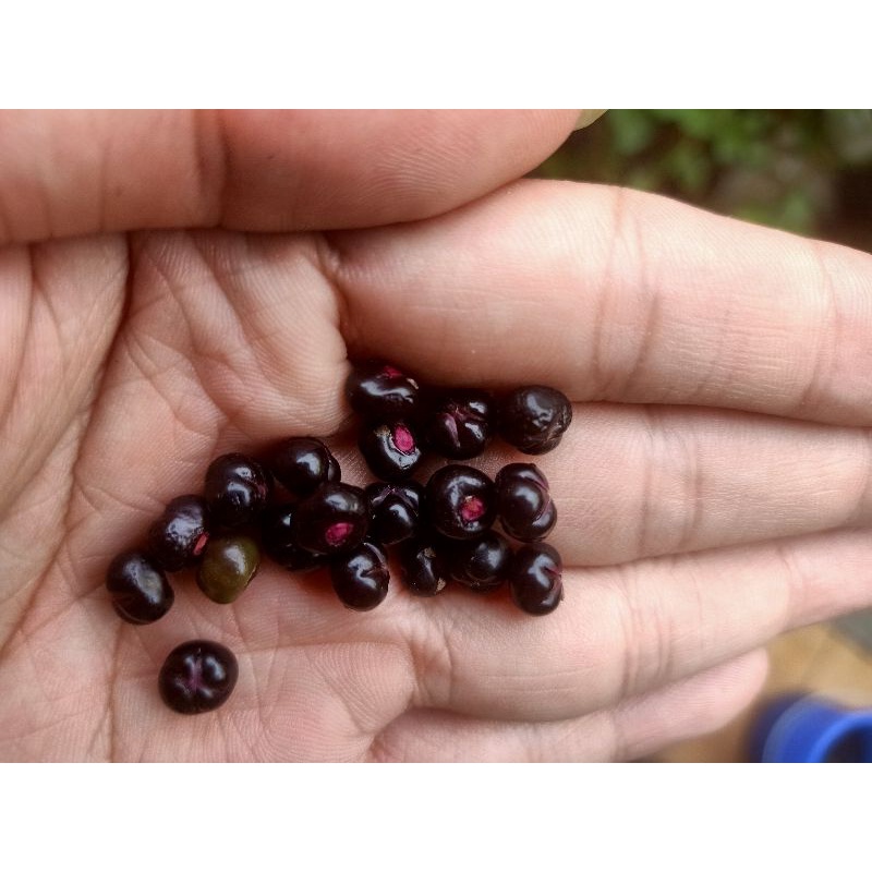 Jual BIJI BUAH TANAMAN BINAHONG MERAH KHASIAT HERBAL UNTUK KESEHATAN