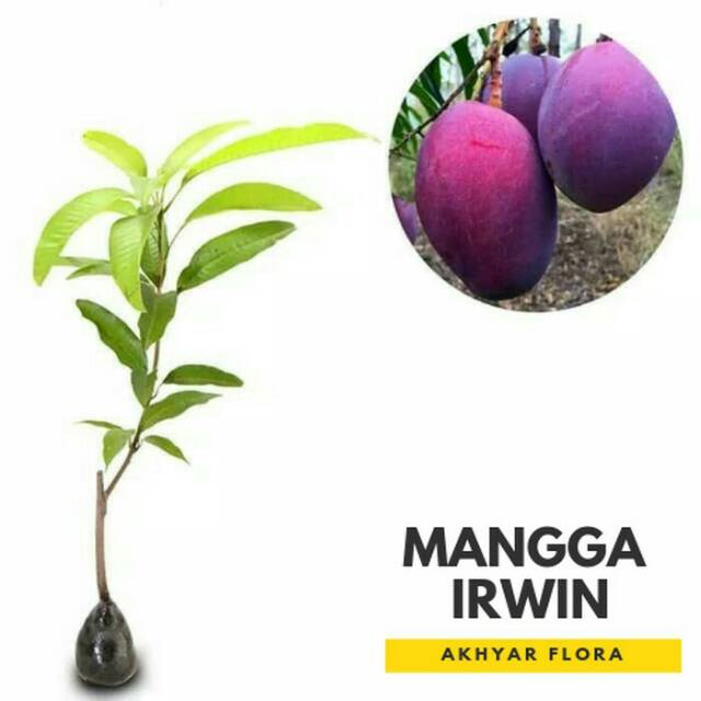 Jual Bibit Tanaman Buah Mangga Irwin Shopee Indonesia