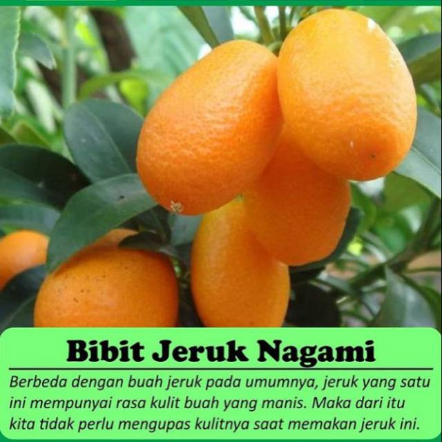 Jual Bibit Buah Jeruk Nagami Bisacod Shopee Indonesia