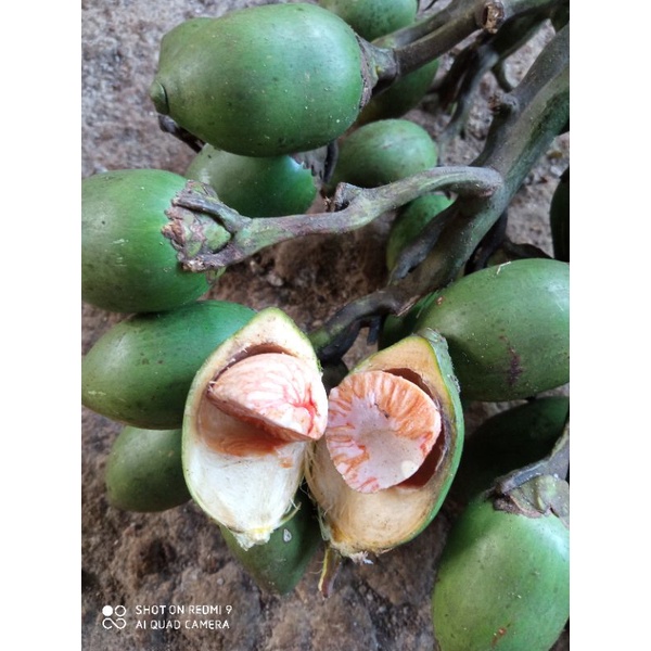 Jual Buah Pinang Atau Jambe Tua Segar Gram Shopee Indonesia