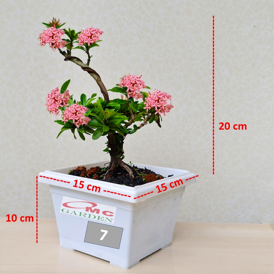 Jual Tanaman Hias Bonsai Bonsae Mame Soka Mini Asoka Jepang Ixora Pink