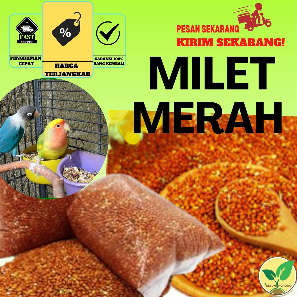 Jual Milet Millet Merah Pakan Ternak Burung Lovebird Perkutut Warna