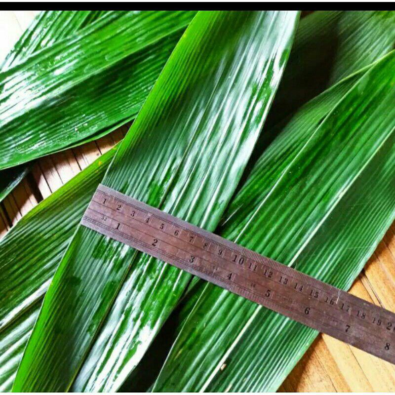 Jual Daun Bambu Bungkus Bacang Ukuran Jumbo Lembar Shopee Indonesia