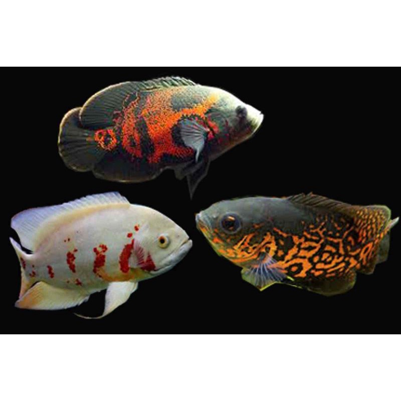 Jual Ikan Oscar Tembaga Batik Ukuran Lebar 3 Jari Shopee Indonesia