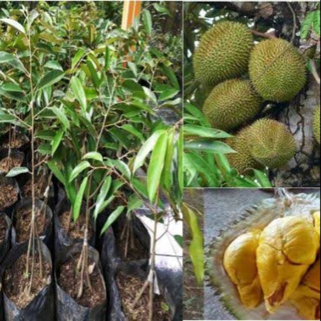 Jual Tanaman Buah Durian Musangking Kaki 3 Durian Musang King Kaki