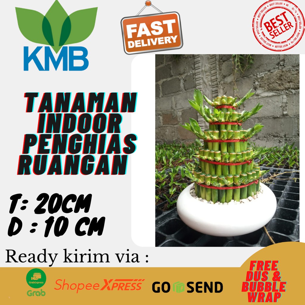 Jual Bambu Hoki 5 Susun Bambu Hoki Tanaman Hias Bambu Hoki Sri