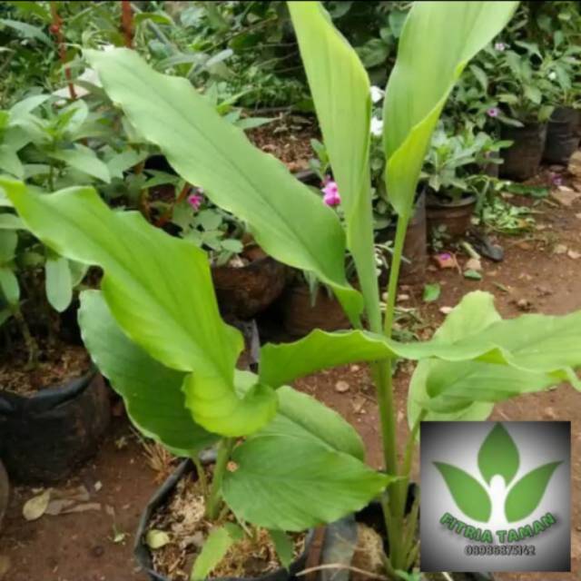 Jual Pohon Kunyit Bibit Tanaman Herbal Kunyit Kunyit Tanaman Toga