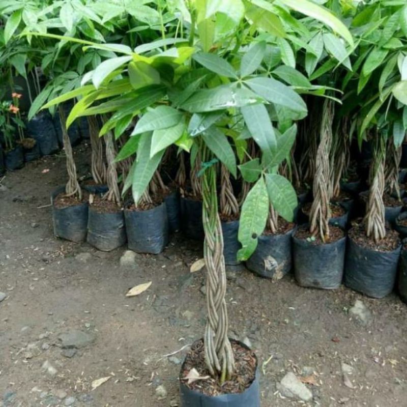 Jual Tanaman Hias Pacira Kepang Pohon Pacira Shopee Indonesia