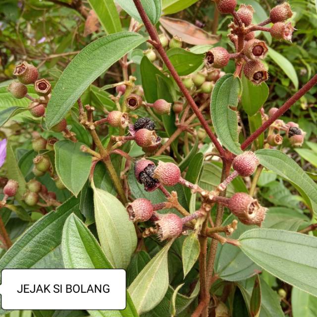 Jual Buah Harendong Besar Atou Senggani Seduduk Shopee Indonesia