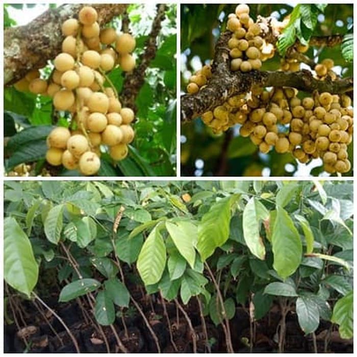 Jual Bibit Buah Duku Palembang Shopee Indonesia