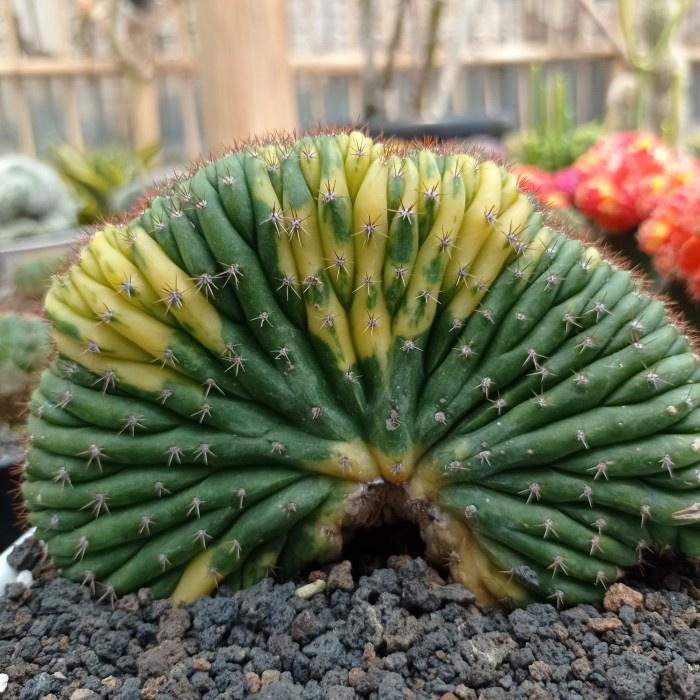 Jual Cereus Pachanoi Cristata Variegata San Pedro Cristata Variegata