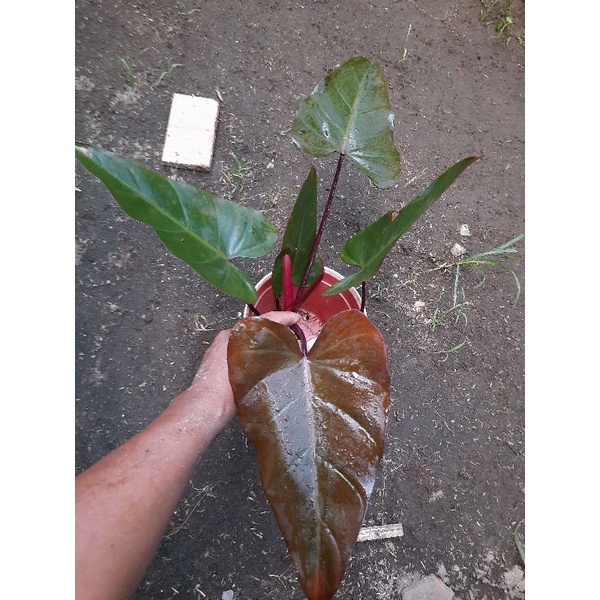 Jual Tanaman Hias Philodendron Dark Lord Philo Dark Lord Shopee