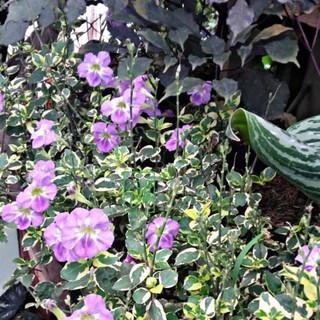 Jual Torenia Variegata Bunga Ungu Ukuran 10 20 Cm Termurah