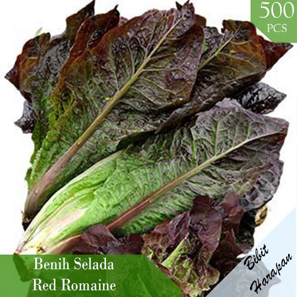 Jual Benih Bibit Biji Sayur Lettuce Selada Red Romaine Benih Sayuran