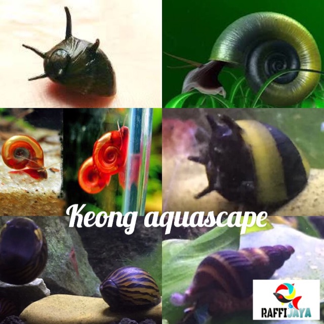 Jual Paket Murah Ekor Hiasan Keong Aquascape Keong Tanduk Zebra