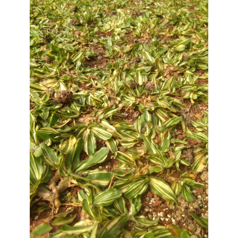 Jual Rumput Gajah Mini Varigata 30x30 Cm Shopee Indonesia