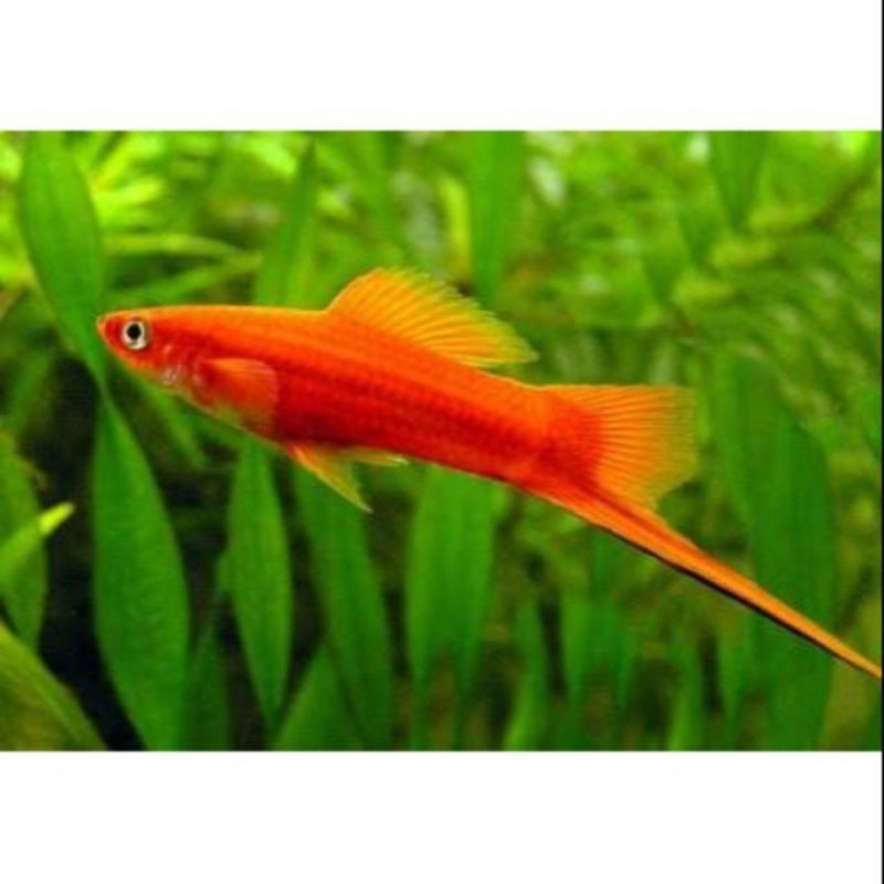 Jual Ikan Platy Simpsons Aquscape Platy Pedang Shopee Indonesia