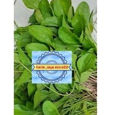 Jual Jual Daun Kiurat Segar Atau Daun Sendok Segar Per 1 Kg Shopee