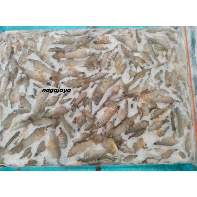 Jual Ikan Cere Beku Pakan Ikan Predator Ikan Cere 500 Gr Khusus Gojek