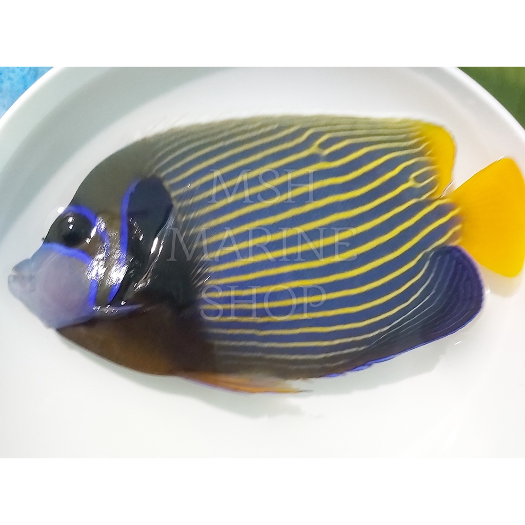 Jual Ikan Hias Laut Saltwater Batman Shopee Indonesia