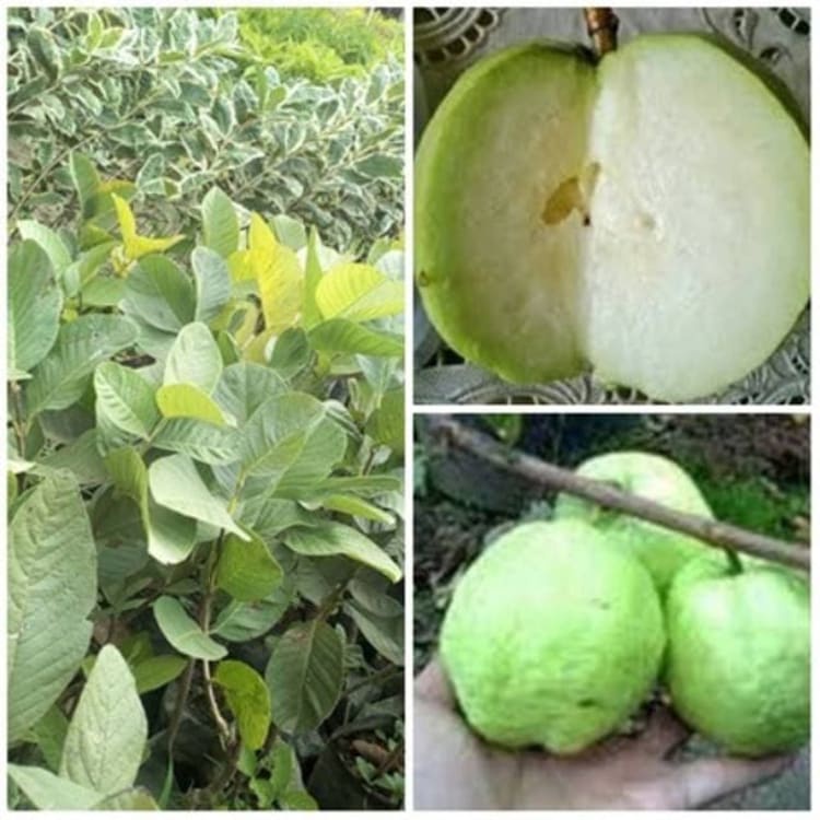 Jual Bibit Jambu Kristal Tanpa Biji Jambu Kristal Seedless Non Biji