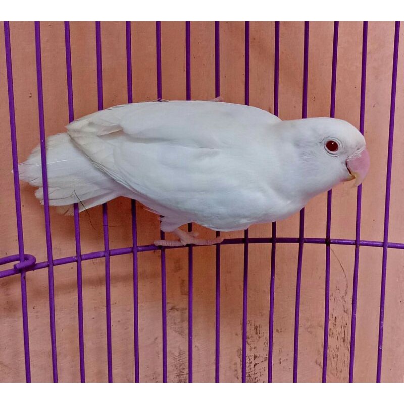 Jual Burung Lovebird Albino Mata Merah Shopee Indonesia