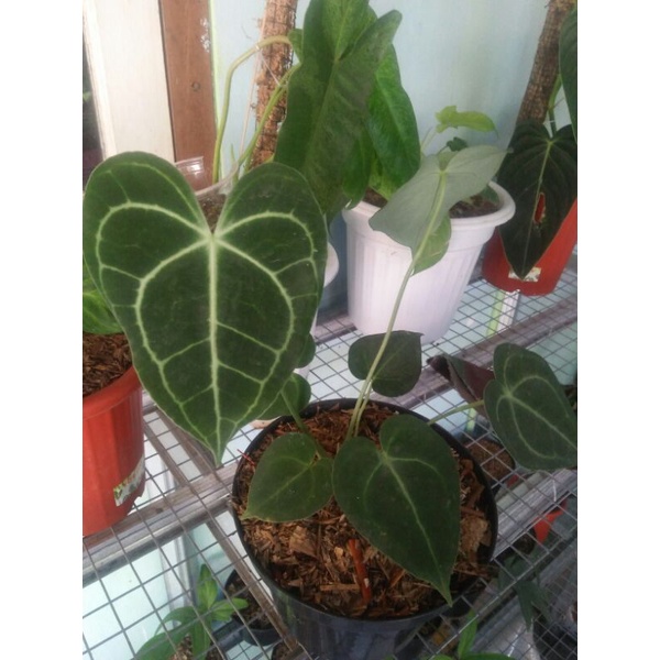 Jual Anthurium Clarinervium Anthurium Tarantula Tanaman Hias Shopee