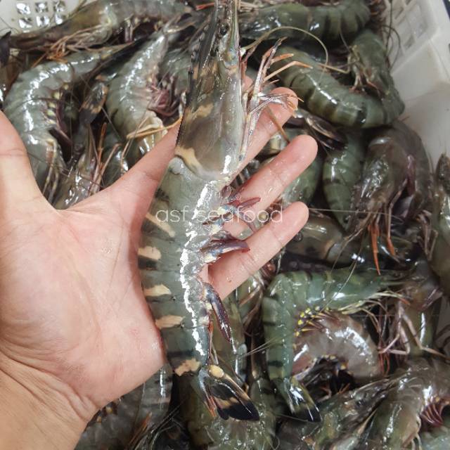 Jual Udang Tiger Windu Pancet Size Shopee Indonesia