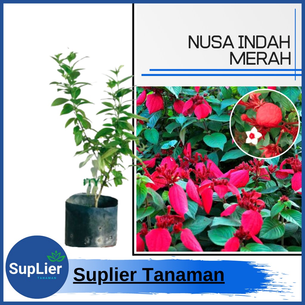 Jual Tanaman Hias Nusa Indah Merah Mussaenda Shopee Indonesia