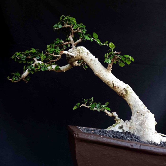 Jual Bonsai Tanaman Hias Pohon Serut Model Gaya Style Semi Cascade Unik