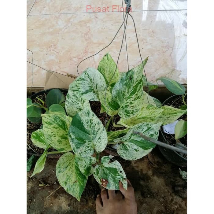 Jual Tanaman Sirih Gading Variegata Sirih Gading Putih Sri Gading