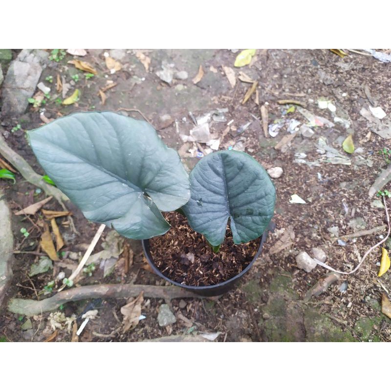 Jual Alocasia Regina Dan Nebula Shopee Indonesia