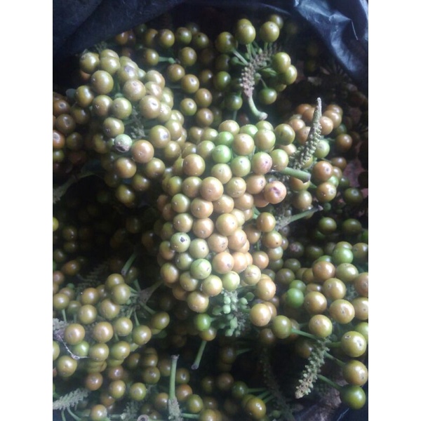 Jual Buah Rinu Buah Lada Hutan Segar Buah Lada Rinu Segar Grm