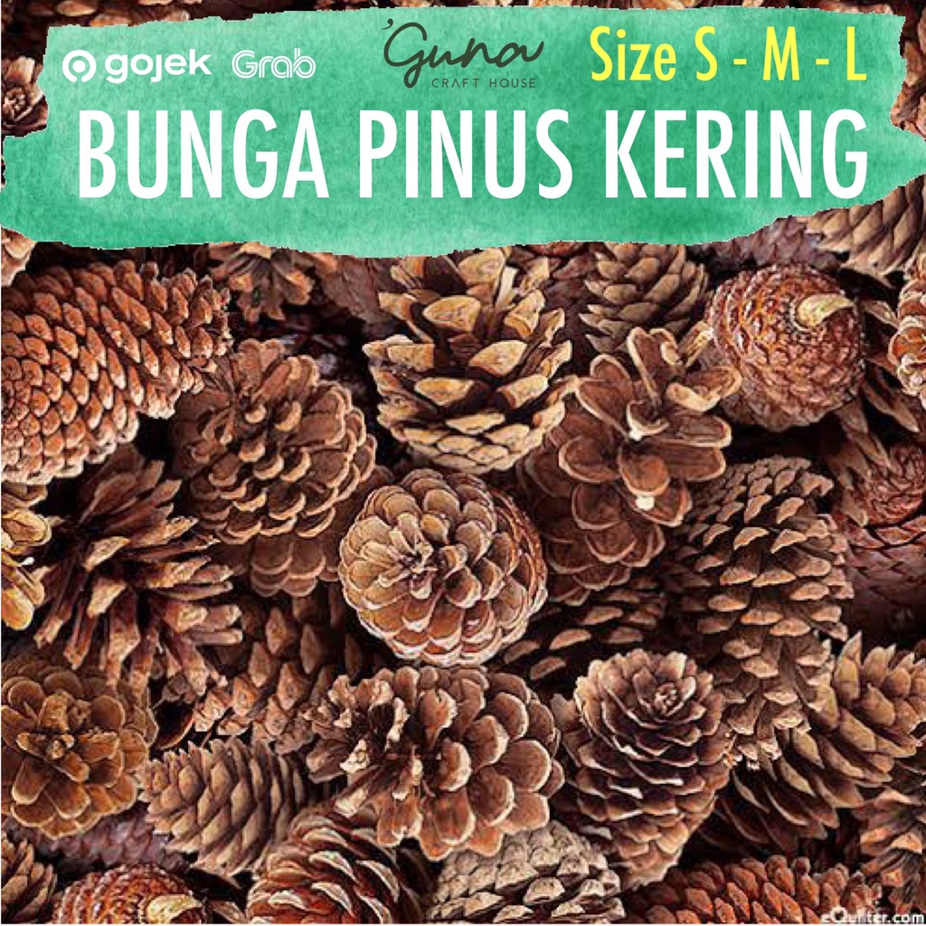 Jual Bunga Pinus Kering Kembang Pinus Biji Pinus Kering