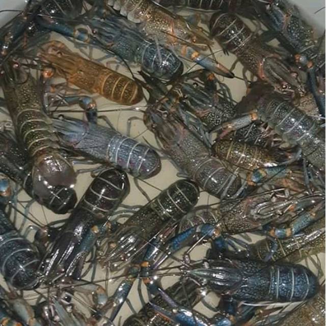 Jual Lobster Air Tawar Hidup Size 3 Up Isi 35 Ekor Shopee Indonesia