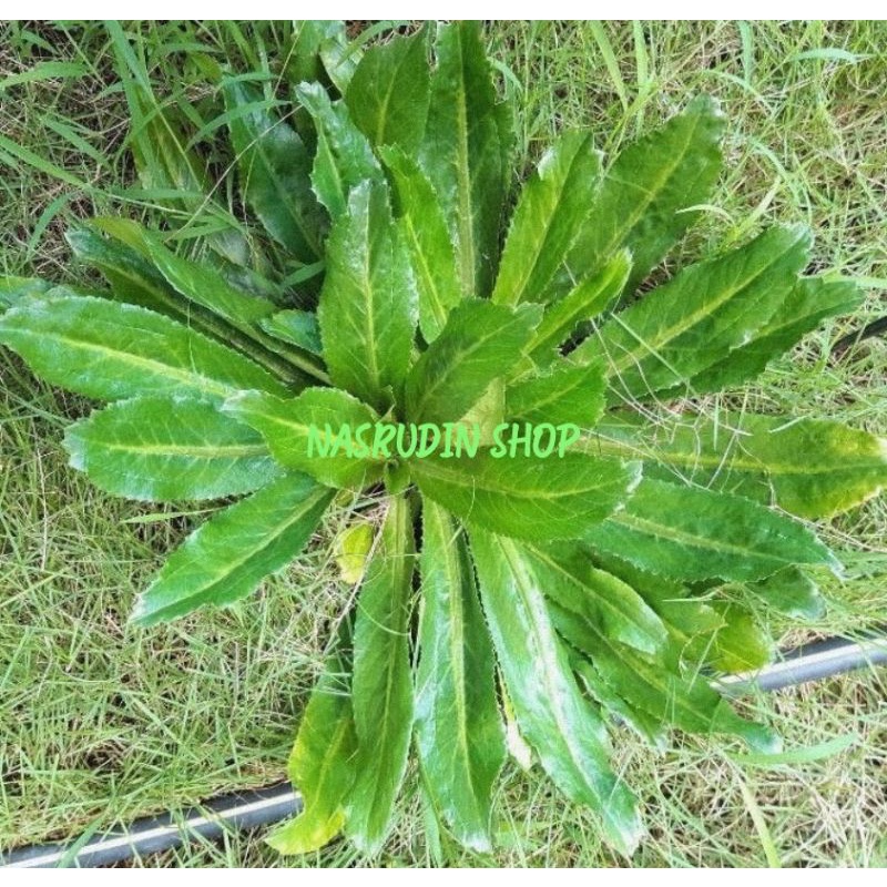 Jual DAUN WALANG SANGIT SEGAR 1KG DAUN WALANG SANGIT UTUH BISA UNTUK