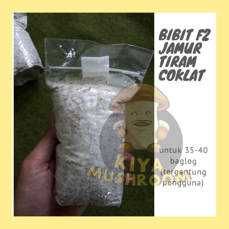 Jual Bibit F Jamur Tiram Coklat Shopee Indonesia