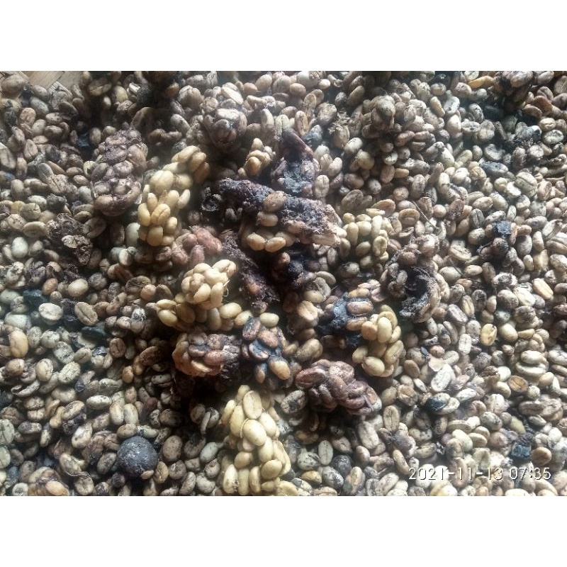 Jual Kopi Luwak Liar Arabika Gayo Aceh Tengah Shopee Indonesia