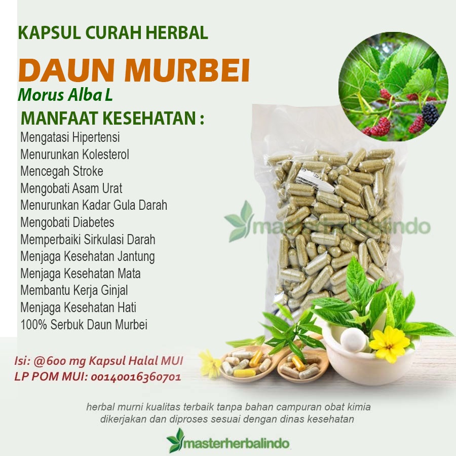 Jual DAUN MURBEI 100 Kapsul Curah Herbal Stroke Anemia Mata Kanker