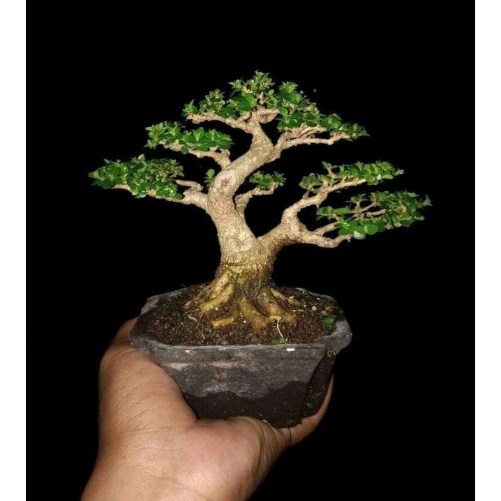 Jual Bibit Sancang Bahan Bonsai Sancang Shopee Indonesia