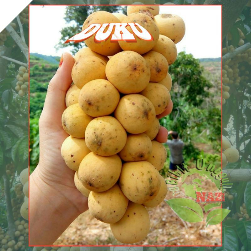 Jual Bibit BUAH DUKU Super Unggul Genjah Cepat Berbuah Shopee Indonesia