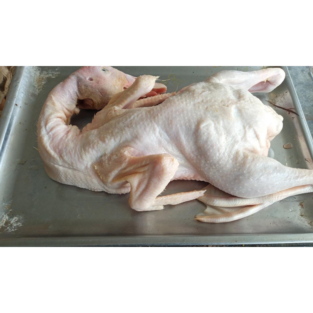 Jual Bebek Peking Frozen Kg Utuh Daging Bebek Bebek Frozen Duck