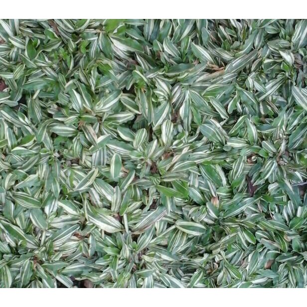 Jual Jual Rumput Gajah Mini Varigata Shopee Indonesia