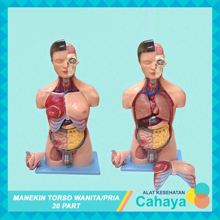 Jual Manikin Torso Pria Wanita 20 Part Manekin Phantom Alat Peraga