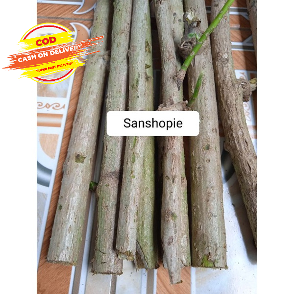 Jual Bibit Stek Batang Daun Insulin Atau Kipahit Per 1 Kg Shopee