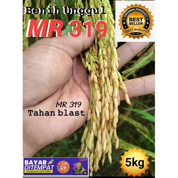 Jual Benih Padi Unggul Terbaru MR 319 5kg Tahan Blas Shopee Indonesia