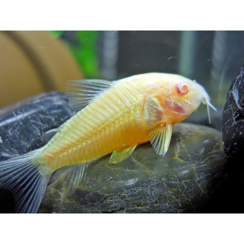 Jual Ikan Hias Koridoras Corydoras Albino Aquarium Aquascape Garansi