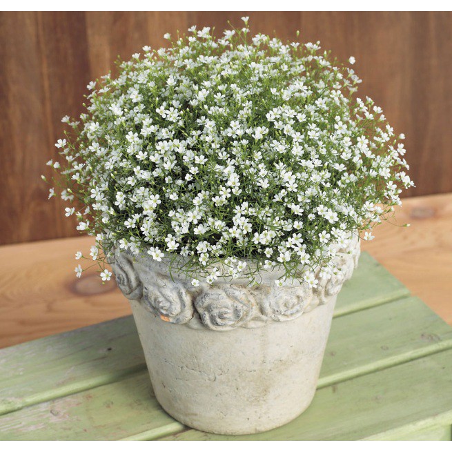 Jual Bibit Benih Biji Bunga White Baby S Breath Flower Biji Tanaman